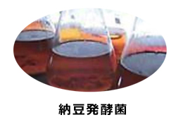 纳豆发酵菌